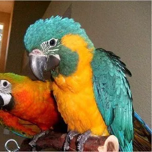 Hдома,  поднятые и зарегистрирован синих и золотых попугаи ара для прод
