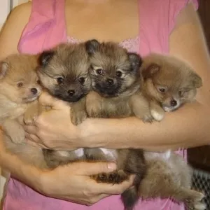 Красивые щенки Померанский бесплатно в любом любви и заботы дома