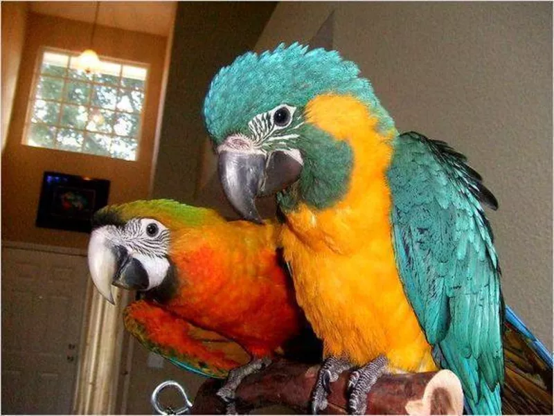 Hдома,  поднятые и зарегистрирован синих и золотых попугаи ара для прод