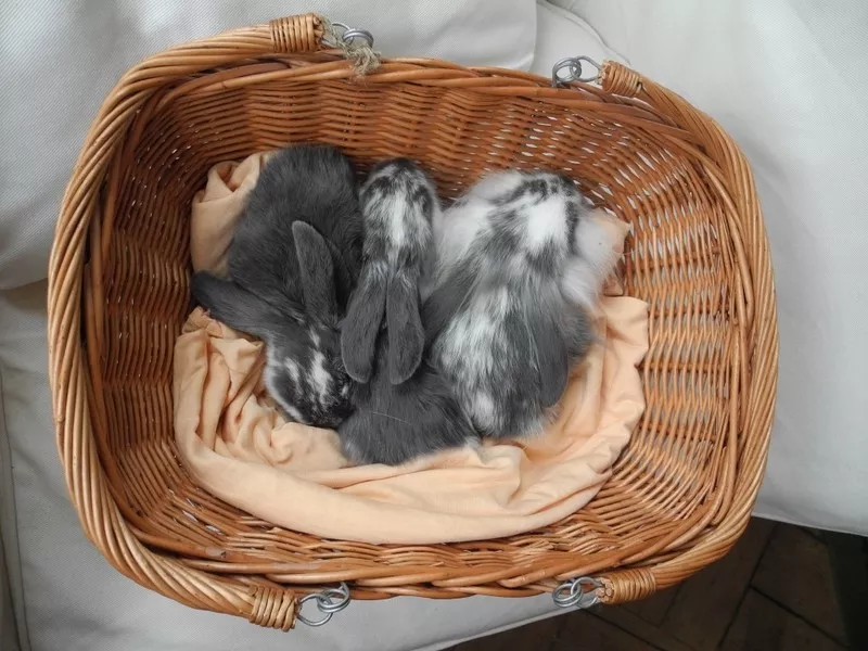 Продаются декоративные карликовые кролики - вислоухие барашки 2