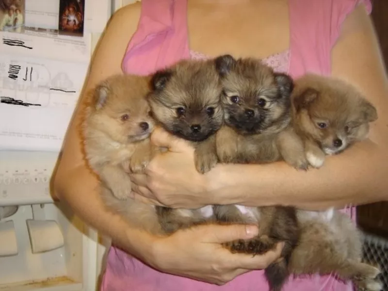 Красивые щенки Померанский бесплатно в любом любви и заботы дома